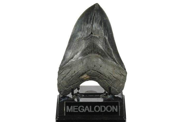 Huge, Fossil Megalodon Tooth - South Carolina #176684